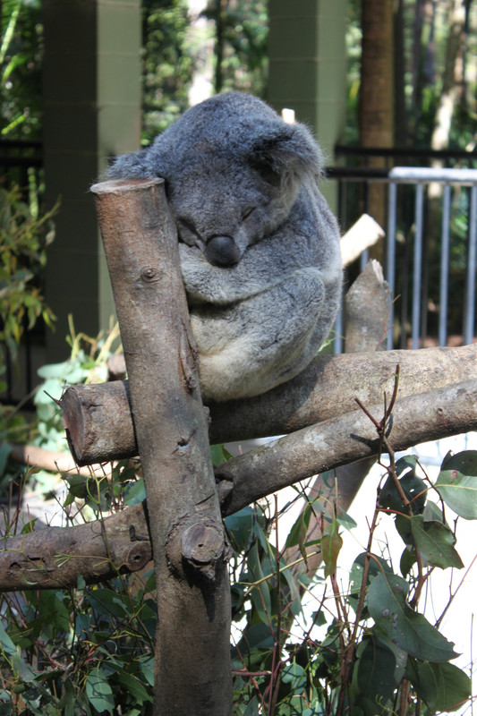Sleeping koala bear at Australia zoo