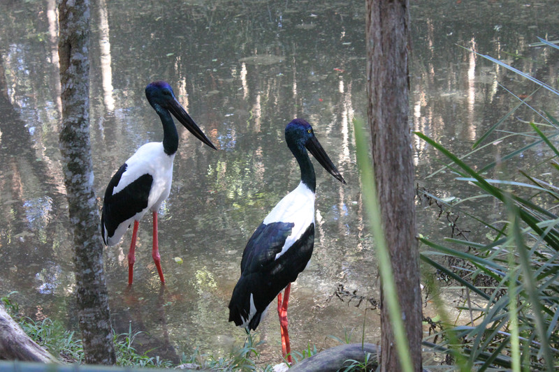 Birds at the zoo (Wet Lands area)