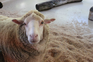 A sheep at the zoo