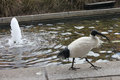 A bird next to fountain - South Bank