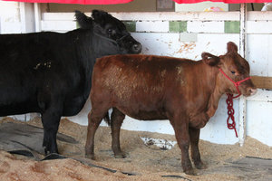Cows at animal area of the EKKA