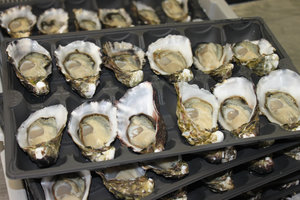 Oysters (St Helen)