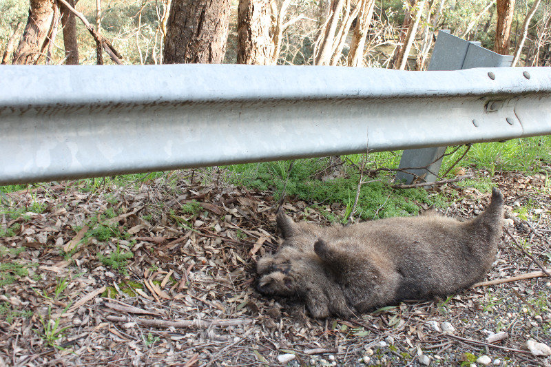 A dead wombat by the road