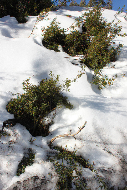 Trees and snow on Mt Buller
