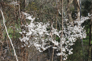 Flowers on the way to Mt Buller