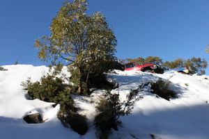 Trees and snow on Mt Buller