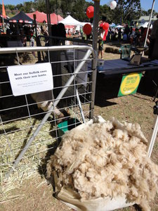 Sheep shearing at the Melany food festival