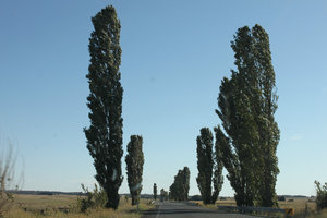 Trees on the way to Canberra