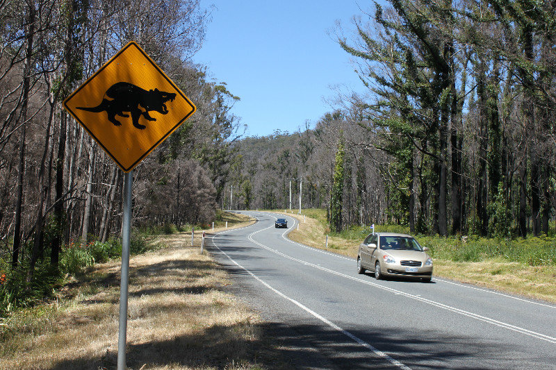 Road sign of Tasmanian devil