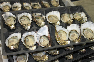 Oysters on sale in Binalong Bay