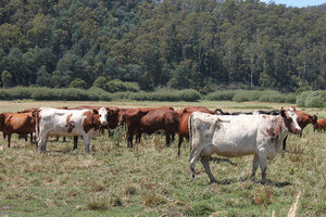 Oxen and cows in Tasmania