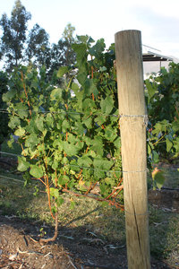 Vine yard in Hobart city