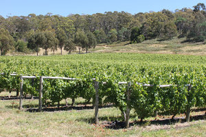 Vine yards in Freycinet