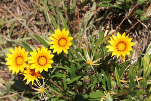 Flowers in Tasmania