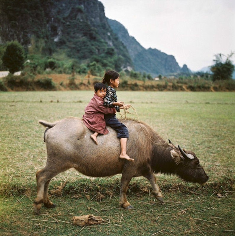 Children on a buffalo (1979)