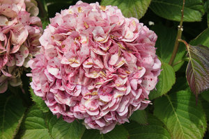 Flower outside a house in Wanganui town