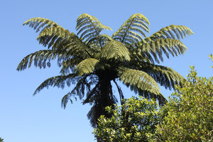 Fern tree near Blue Lake in Rotorua