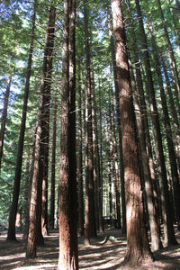 Cedar tree forest in Rotorua