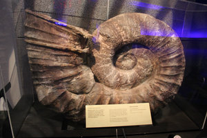 Fossil at National Museum in Wellington