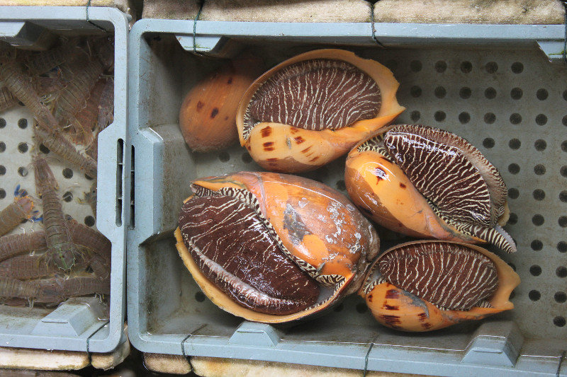 Big sea snails in Hạ Long bay