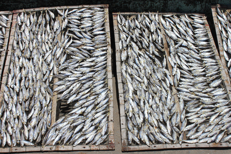 Fish dried in the sun (Cửa Lò town)