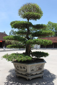 A bonsai in Sen village