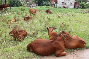 Cows in Đông Hồ village