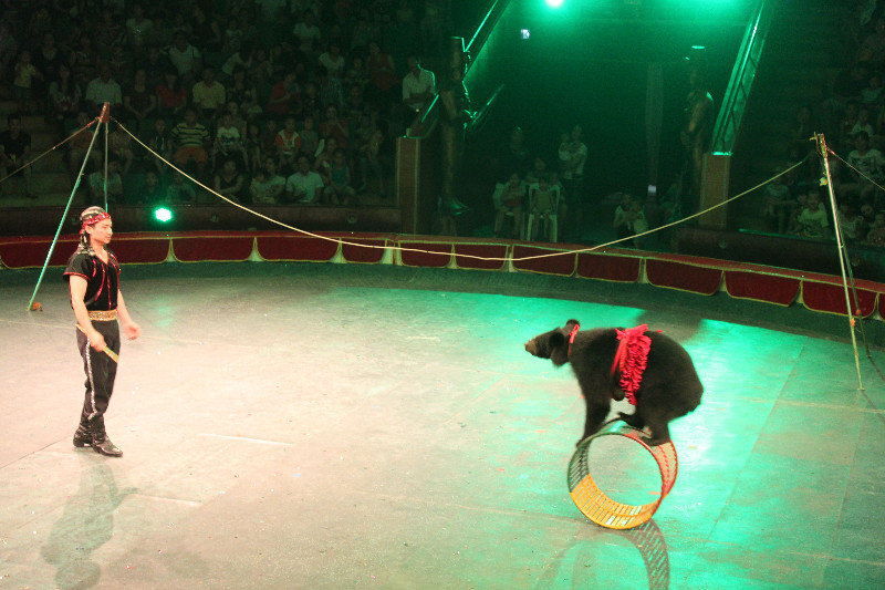 Bear in the show