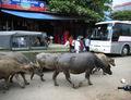 Buffaloes in the town (2008)