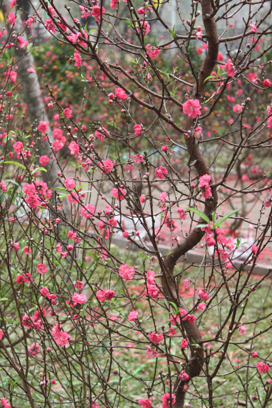 Peach blossoms - symbol of Tết