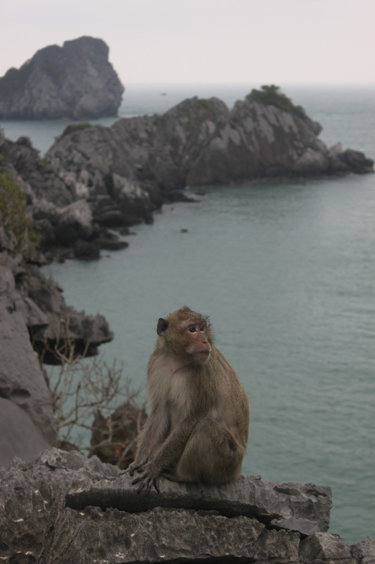 A monkey on Monkey Island - Lan Hạ bay