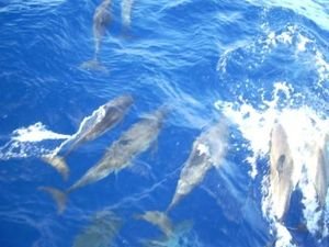 Dolphins at bow2