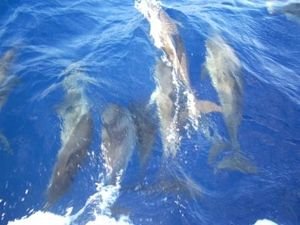 Dolphins at bow 3
