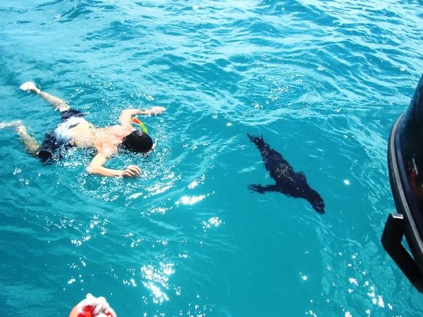 Si swimming with seal