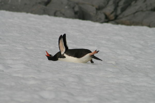 penguin having fun in the snow 