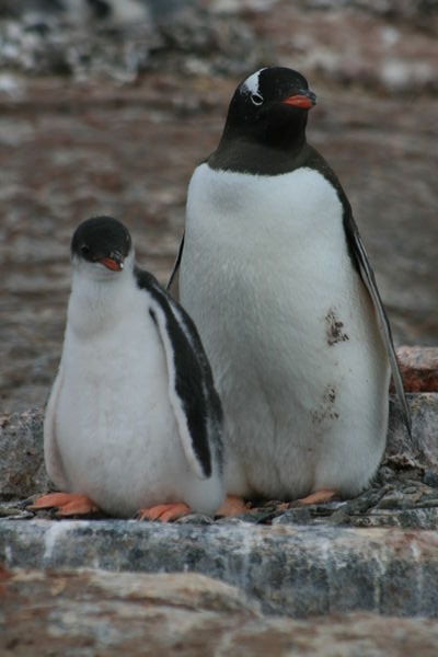 Mum & baby penguin 
