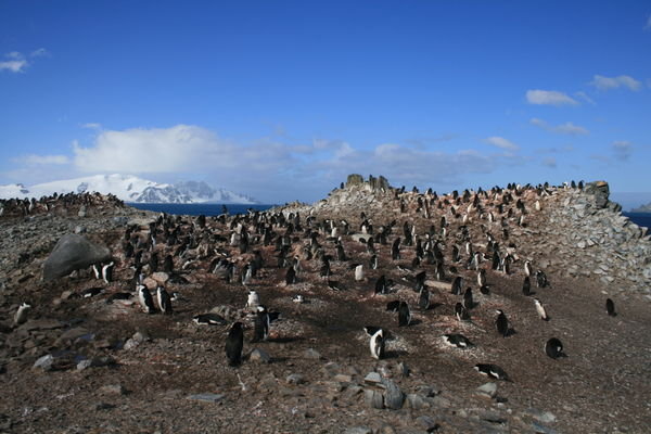 penguin rockery 