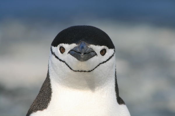 Chin strap penguin 