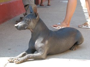 The famous hairless Peruvian dog