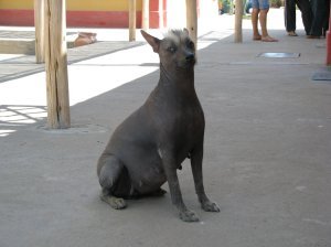 Another hairless dog...with a mohawk