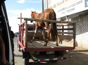 A not so happy horse in transport