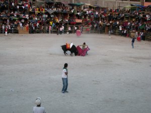Alausi - humame bullfighting