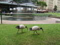 Anzac Park, local residents