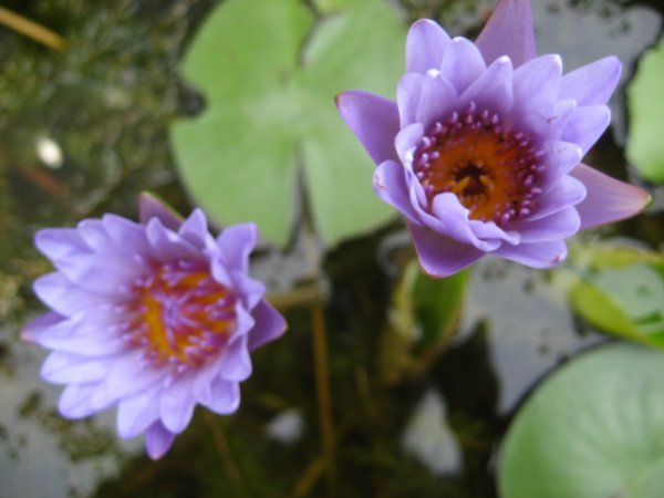 Lotus flowers @ Wat Po