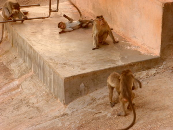 Little monkey playing neat the temple