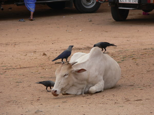 Cow friend with crows