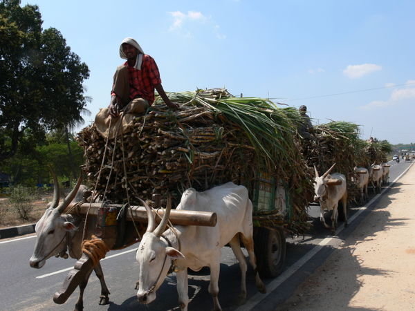 Sugar cane transport