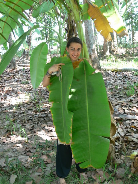 Banana tree leafs