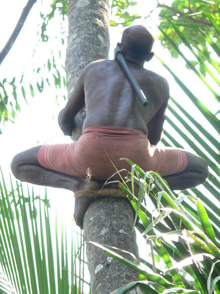 Coconut tree climber in Aymanam