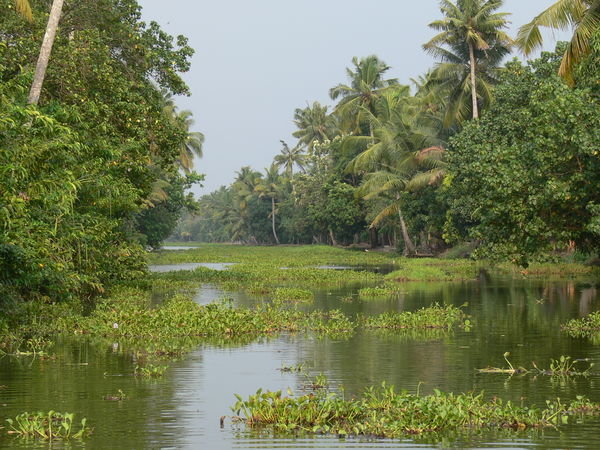 The backwaters